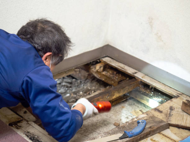 Best Best Mold Removal Companies  in Worth, IL