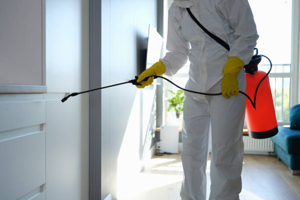 Best Attic Mold Removal  in Worth, IL
