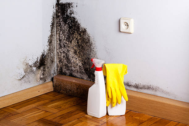 Best Emergency Mold Removal  in Worth, IL