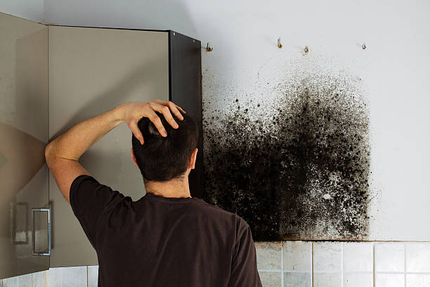 Best Certified Mold Removal  in Worth, IL