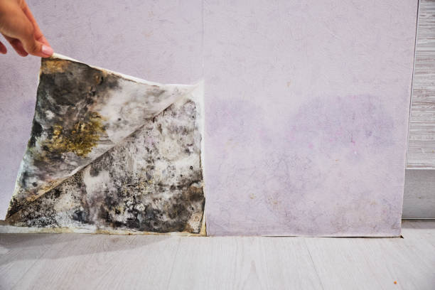 Best Mold Testing  in Worth, IL
